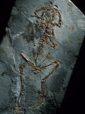 Buy This 124 Million Year Old Frog Fossil Comes from Sihetun, China at AllPosters.com