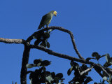 Buy Parrot in Emas National Park, in the Central Highland Cerrado at AllPosters.com