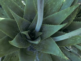 Buy Century Plant at the Boyce Thompson Southwestern Arboretum at AllPosters.com
