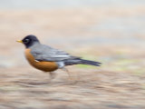 American Robin (Turdus Migratorius) at Plaskett Creek Campground