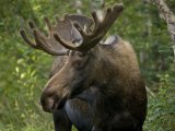 Young Male Moose, East Side of Anchorage, Alaska