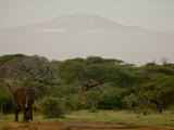 Buy African Elephant in African Landscape with Mount Kilimanjaro Backdrop at AllPosters.com