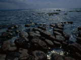 Buy Survivors of the First Living Communities, Stromatolite Reefs Still Flourish in Shark Bay at AllPosters.com