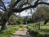 Buy Valley Oak Tree (Quercus Lobata) and Dirt Road at Midland School at AllPosters.com