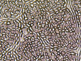 Magnified Camphor Tree Cells from the Stomach of a Marsupial Possum