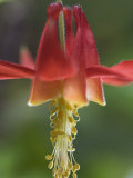 Crimson Columbine (Aquilegia Formosa) in the Redwood Forest