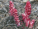 Snow Plant (A. Sarcodes Sanguinea) in the Sierra Nevada Mountains