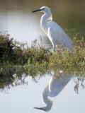 Snowy Egret (Egretta Thula) in the Los Cerritos Wetlands