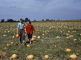 Buy Couple Walks Through a Field Dotted with Ripe Pumpkins at AllPosters.com
