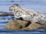 Harbor Seal (Phoca Vitulina) Hauled Out on a Rock