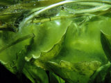 Underwater View of Water Lily Leaves Below a Pond Surface