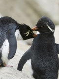 Buy Pair of Rockhopper Penguins Grooming Each Other at AllPosters.com