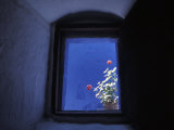 Sunlight on a Potted Geranium at the Santa Catalina Monastery