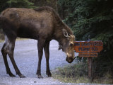 Moose Says No to Tourism