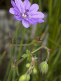 Buy Flower of Geranium Pyreniacum, the Hedge or Mountain Cranesbill at AllPosters.com