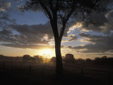 Buy Sunset over the Cerrado, a Vast Savanna in Brazil's Central Highlands at AllPosters.com