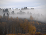 Cloud Shrouded Forest Near Mt. Moran in Grand Teton National Park