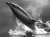 Buy Bottlenose Dolphin, Tusiops Truncatus, Leaping from the Water at AllPosters.com