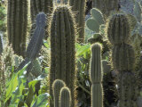Buy Cactus at the Boyce Thompson Southwestern Arboretum at AllPosters.com