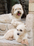 Town of Copan Ruinas, Honduras Two White Dogs on Step