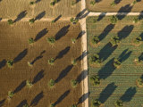 Olive Trees in a Grove Forming a Light and Dark Pattern