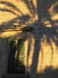 Shadow of a Tree and a Bird on a Building