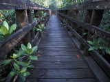 Buy Walkway at a Nature Refuge on Vieques Island, Puerto Rico at AllPosters.com