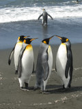 Buy King Penguins on a Beach and in the Surf at AllPosters.com