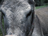 Buy Close Up of a Donkey in Vilcabamba, Ecuador at AllPosters.com