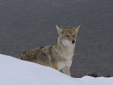Buy Coyote Hunting in the Snow Along the Yellowstone River at AllPosters.com
