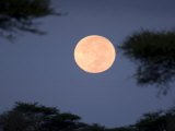 Buy Full Moon Rises over the Serengeti Plains at AllPosters.com