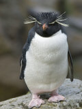 Buy Portrait of a Rockhopper Penguin at AllPosters.com