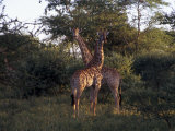 Buy Pair of Giraffes in Soft Light at the Edge of Scrub Vegetation at AllPosters.com
