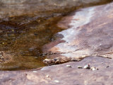 Chuckwalla Lizard Drinks Water from the Creek