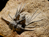 Trilobite Fossil from Morocco. Dicranurus Species