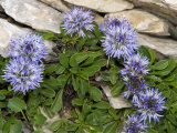 Globularia Cordifolia, the Matted Globularia, Among Mountain Rocks