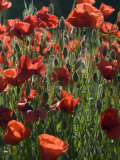 Close View of Red Poppies in Sunlight in a Field in Provence