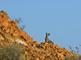 Eastern Wallaroo Peers over the Top of a Desert Ridge at Sunset