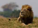 Portrait of a Resting Male African Lion, Panthera Leo