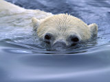 Polar Bear Swimming in Icy Arctic Waters
