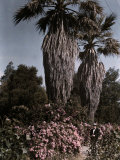 Buy Palm Trees and Flowers in San Juan at AllPosters.com