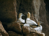 Buy Adult Gannets Rest on their Cliffside Perch in a Rookery at AllPosters.com
