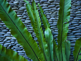 Rich Green Fern Leaves Against a Wall Built of Volcanic River Stones
