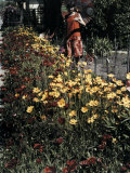 Buy Woman Looks at Flowers Bordering the Sidewalk at AllPosters.com