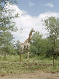 Buy Portrait of a Full-Grown Bull Giraffe at AllPosters.com
