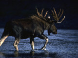 Seaking Peace and Quiet, a Bull Moose Slips across a River to Rest