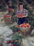 Buy Woman Kneeling in a Field Holds a Handful of Ripe Red Peppers at AllPosters.com