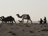 Herd of Camels Followed by Two Girls