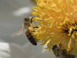 Bees Gathering Pollen from a Matilija Poppy (Romneya Harvey)