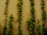 Plants Grow Up a Wall of a Building of the Santo Domingo Convent